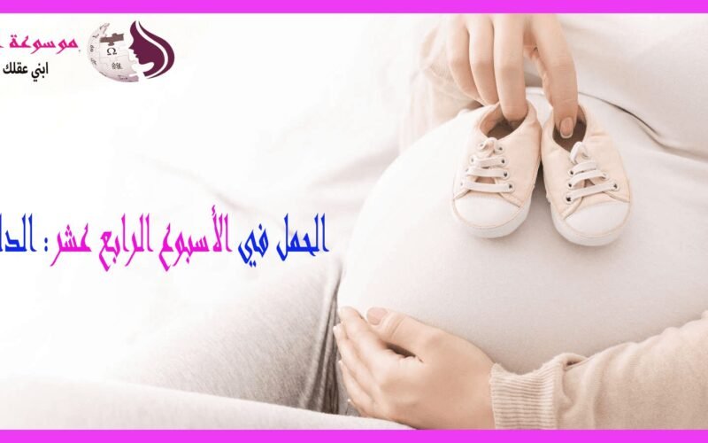 الأسبوع الرابع عشر من الحمل بداية الشعور بالحمل واستقرار الجنين