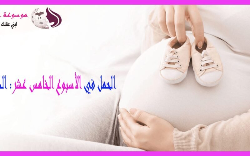 الأسبوع الخامس عشر من الحمل تطورات الجنين وتغيرات الأم في الثلث الثاني