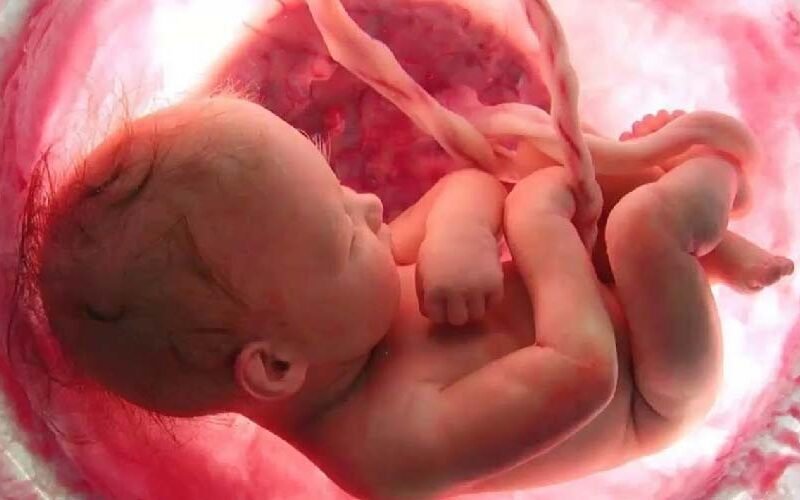 تطور الدورة الدموية للجنين أثناء الحمل